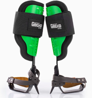 Gecko jecelene drevesne plezalke